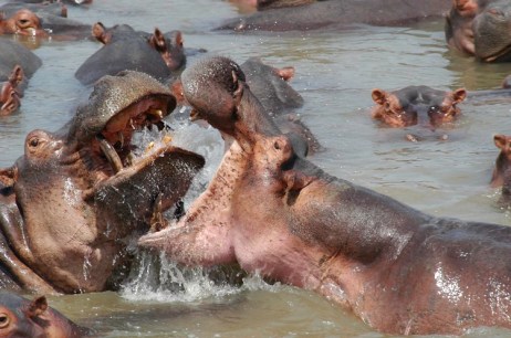 hippopotames