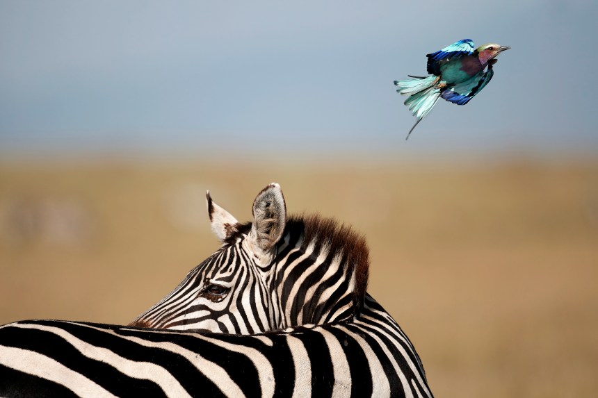 zebre et rollier a longs brins tony crocetta