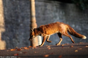 renard en ville