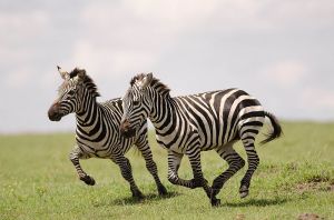 zebre