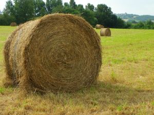 ballotdepaille