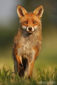 (c) Walter Barthélemy