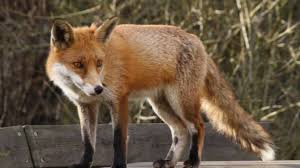 "La Vallée des Loups" (c) Jean-Michel Bertrand