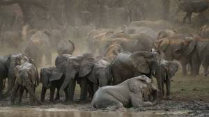  "Afrique extraordinaire" (c) Tanguy Dumortier