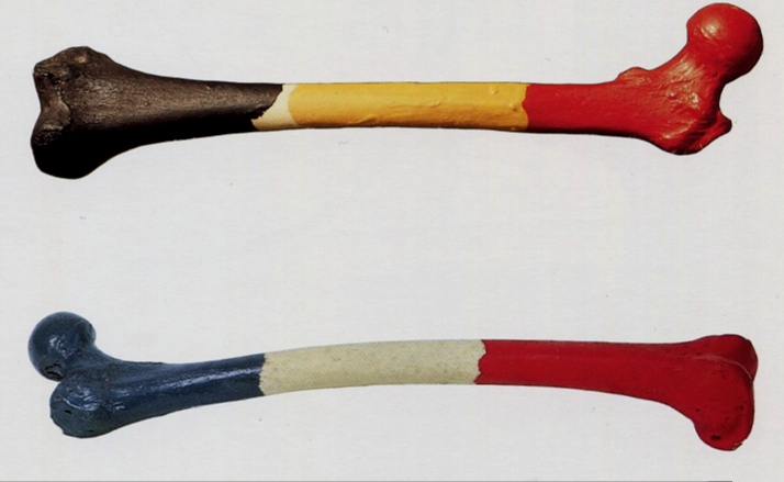 Marcel Broodthaers, Fémur d'un homme belge (1964-1965) et Fémur d'une femme française (1965)