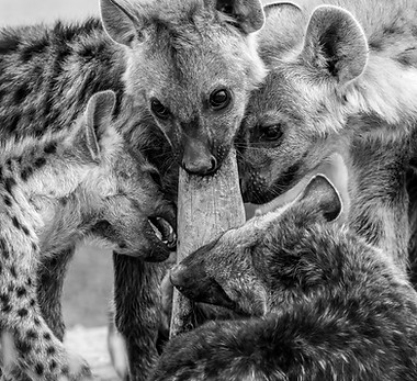 Véronique Quillard - sociabilisation - 2025.JPG