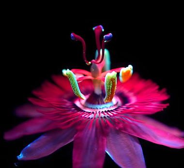 LE MONDE SAUVAGE EN FLUO - PASSIFLORE.png