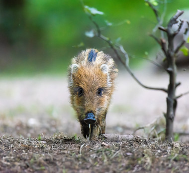 Dominique Dufour Marcassin.jpg