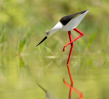 DSC_5936-Avec accentuation-Bruit-5_edited.jpg