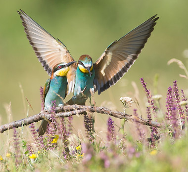 Ludo Goossens - 2025.jpg