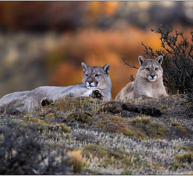 Exemple expo teasing Latitudes Animales