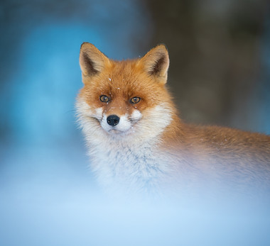 Franco Limosani 2025.jpg