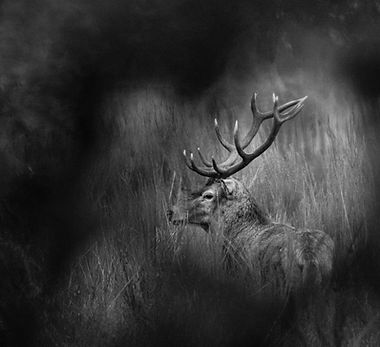 8-Quiet Strength_DSC6405-2.jpg