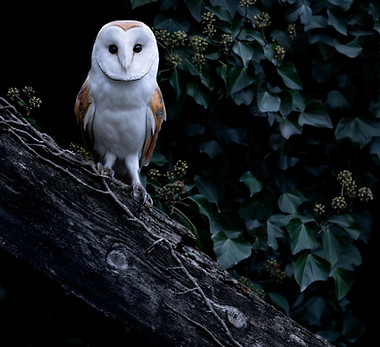 Tyto_alba_4.jpg
